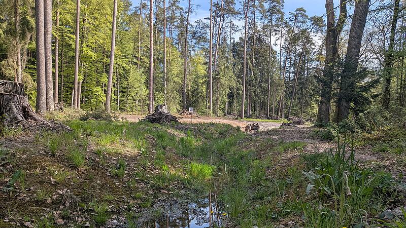 Stadtwald Bamberg Biotop