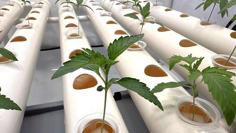 Cannabis-Setzlinge in der Aufzuchtanlage bei Buttenheim: Franken Cannabis startet den Anbau