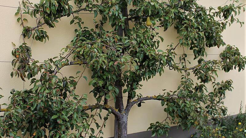 Am Spalier reifen die Früchte der Obstgehölze besser aus. Am Spalier reifen die Früchte der Obstgehölze besser aus.