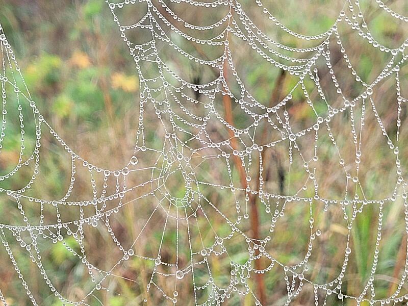 &bdquo;Das Spinnennetz sieht aus wie mit Perlen verziert. H&uuml;bsch gemacht vom Morgentau.&ldquo;