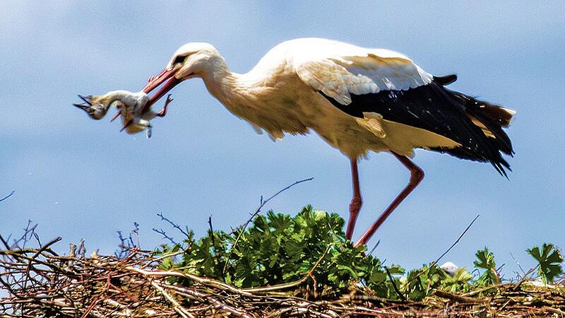 St&ouml;rche im Landkreis Coburg: auch K&uuml;ken get&ouml;tet