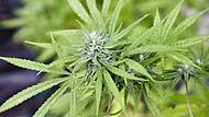 Cannabis Cannabis