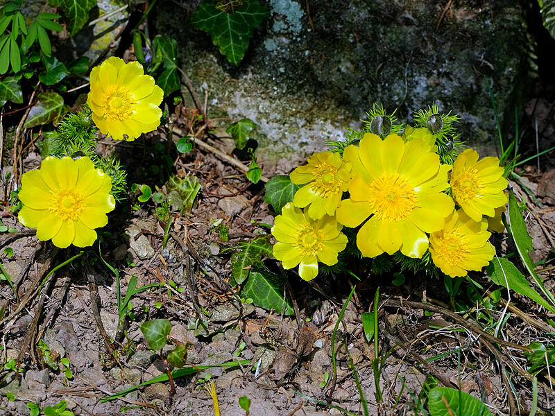 &bdquo;P&uuml;nktlich zum Fr&uuml;hlingsanfang bl&uuml;hen in unserem Garten die Adonisr&ouml;schen. Vor &uuml;ber zwanzig Jahren gekauft, bl&uuml;hen sie jedes Jahr Ende M&auml;rz.&ldquo;