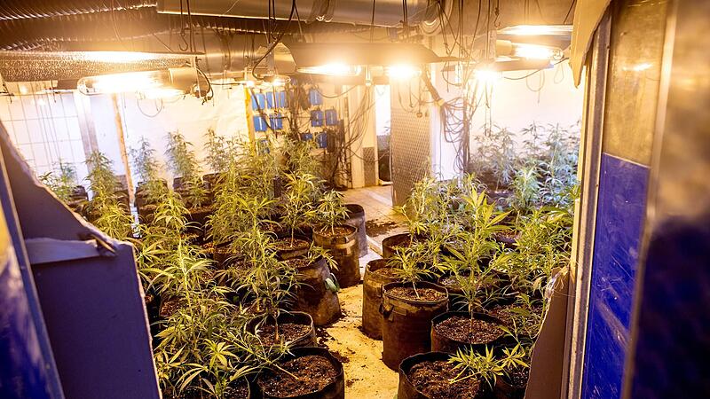 Mehr als drei Pflanzen? Das bleibt auch in Zukunft eine illegale Hanf-Plantage.