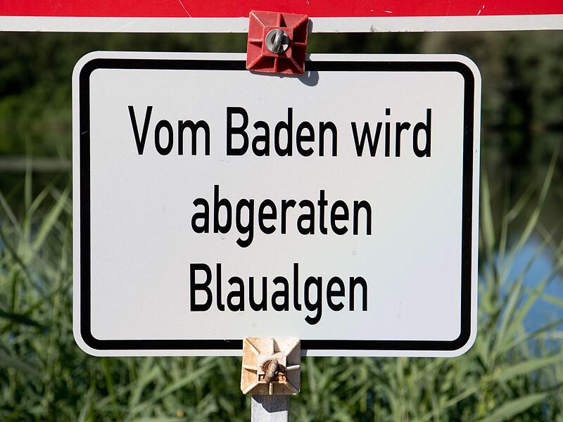 Blaualgen Blaualgen