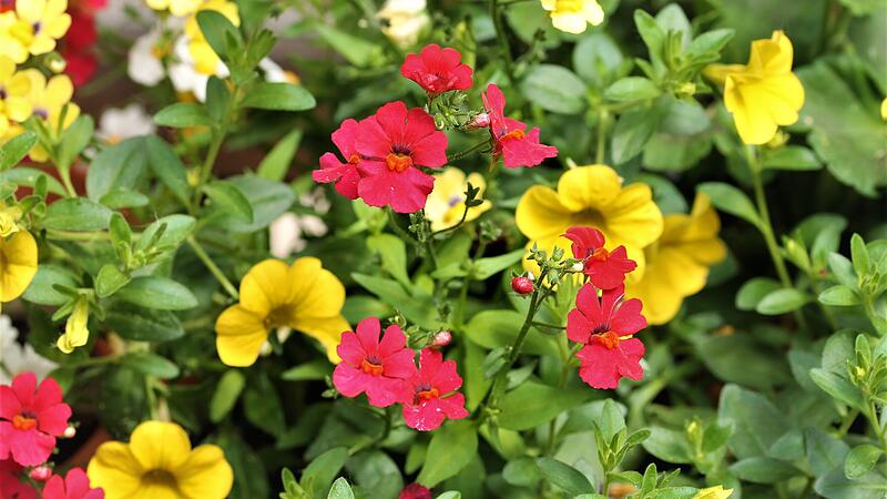 Kleinbl&uuml;tige Pflanzen f&uuml;r Balkonk&auml;sten