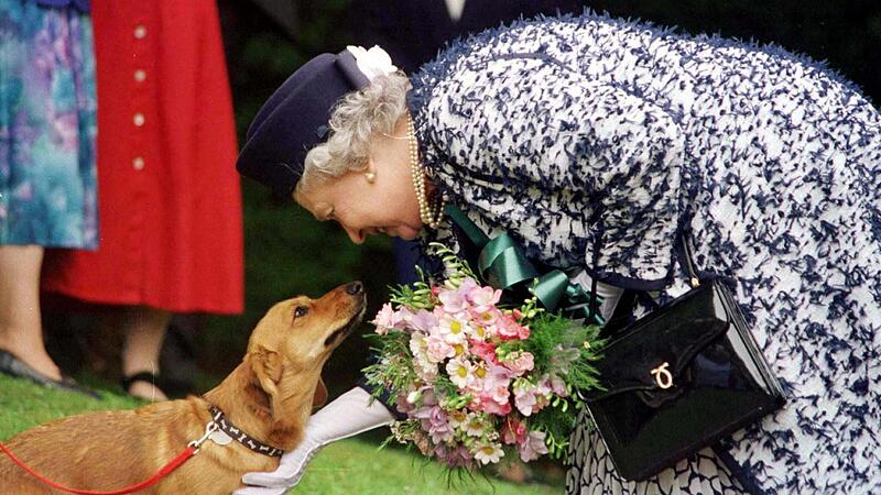 Queen Elizabeth II.  liebte  ihre Corgis.