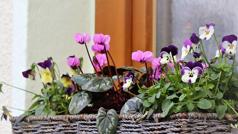 Gartenjupp: Hornveilchen und winterharte Alpenveilchen Hornveilchen und winterharte Alpenveilchen gehören zu den robusten Blühern um diese Jahreszeit.