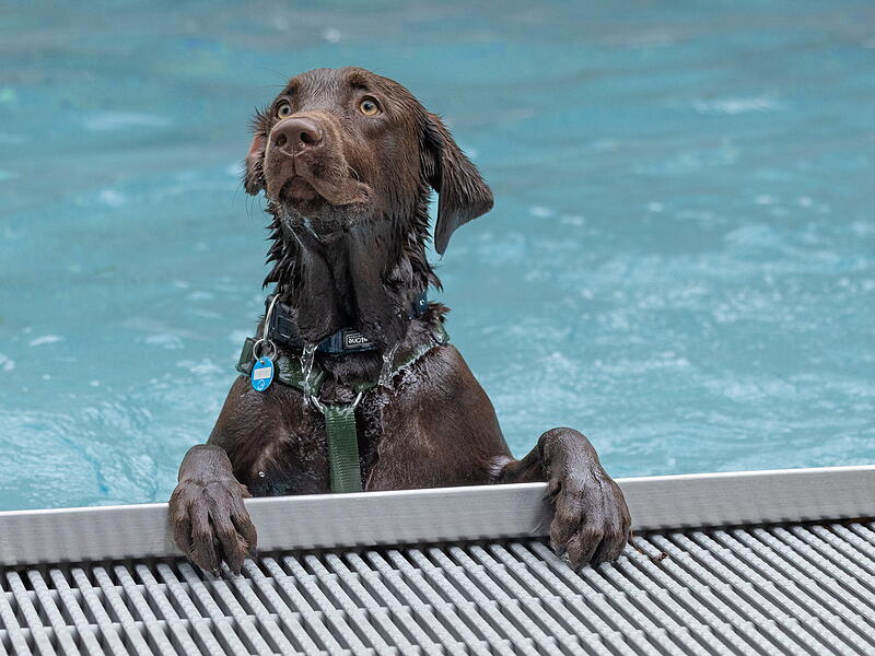 Hundebadetag im Terrassenschwimmbad