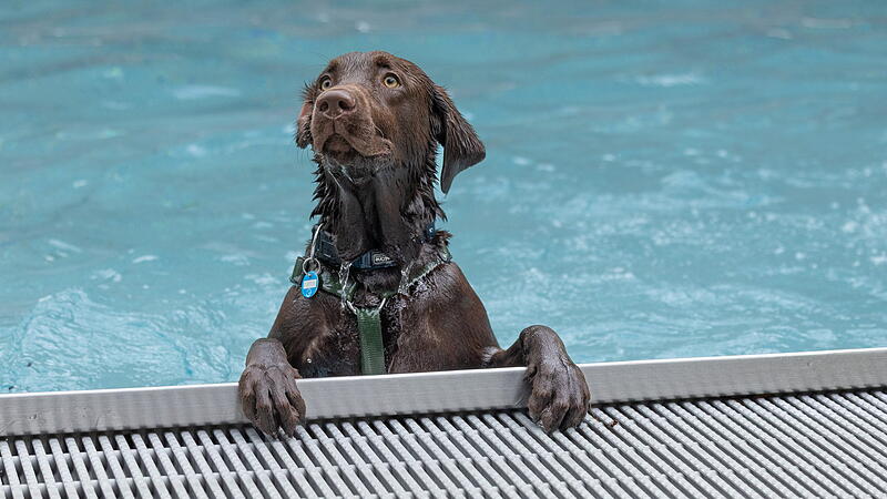 Hundebadetag im Terrassenschwimmbad