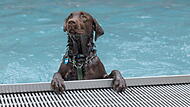 Hundebadetag im Terrassenschwimmbad