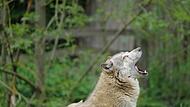 Hat ein Wolf in Wollbach ein Kalb getötet?