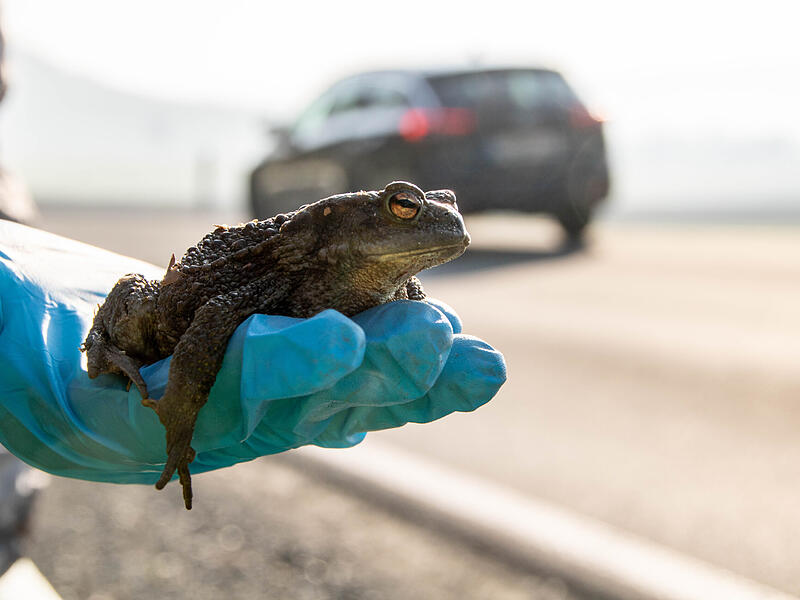 Trotz Rettungsaktionen im Frühjahr verzeichnen die Naturschutzverbände einen deutlichen Rückgang der Amphibien in Kulmbach. Trotz Rettungsaktionen im Frühjahr verzeichnen die Naturschutzverbände einen deutlichen Rückgang der Amphibien in Kulmbach.