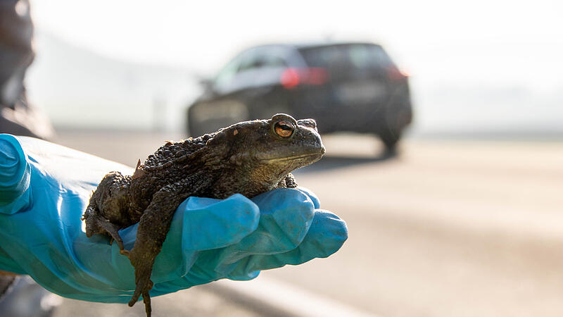Trotz Rettungsaktionen im Frühjahr verzeichnen die Naturschutzverbände einen deutlichen Rückgang der Amphibien in Kulmbach. Trotz Rettungsaktionen im Frühjahr verzeichnen die Naturschutzverbände einen deutlichen Rückgang der Amphibien in Kulmbach.