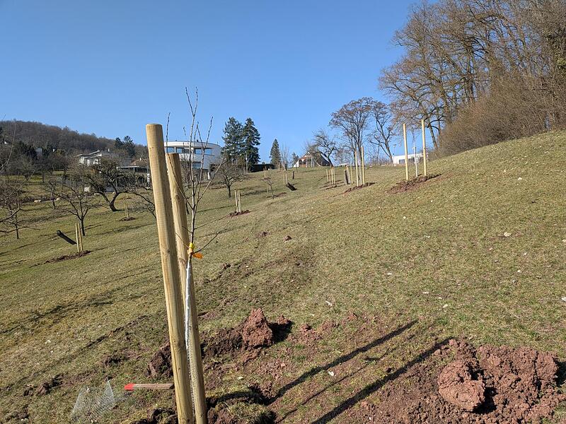 Remeish&uuml;gel Bamberg Nachplanzungen