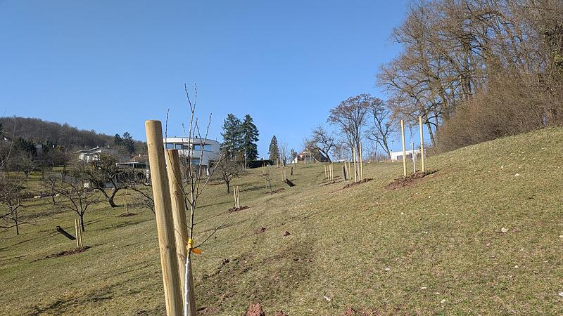 Remeish&uuml;gel Bamberg Nachplanzungen