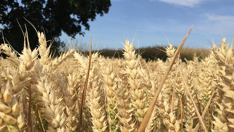Auch wenn sich viele einen Badewetter-Sommer wünschen, zu viel Sonne und Hitze gehen zulasten von Landwirtschaftsflächen und Ertragsaussichten.Forchheim & Fränkische Schweiz Auch wenn sich viele einen Badewetter-Sommer wünschen, zu viel Sonne und Hitze gehen zulasten von Landwirtschaftsflächen und Ertragsaussichten.Forchheim & Fränkische Schweiz