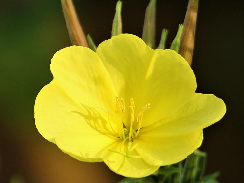 Blüte der Nachtkerze