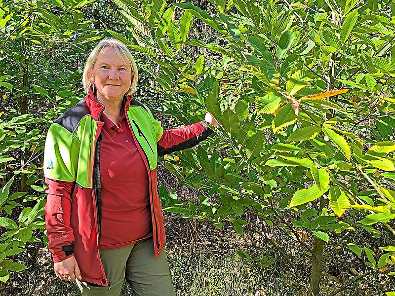 Die Esskastanien zählen zu den Superhelden für den Kulmbacher Zukunftswald. Sie haben sich im Arboretum schon zu stattlichen jungen Bäumen entwickelt, sehr zur Freude von Stadtförsterin Carmen Hombach.Dagmar Besand Die Esskastanien zählen zu den Superhelden für den Kulmbacher Zukunftswald. Sie haben sich im Arboretum schon zu stattlichen jungen Bäumen entwickelt, sehr zur Freude von Stadtförsterin Carmen Hombach.Dagmar Besand