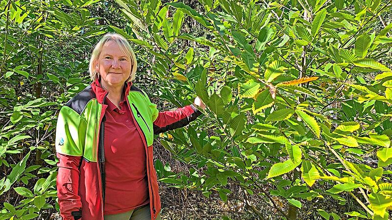 Die Esskastanien zählen zu den Superhelden für den Kulmbacher Zukunftswald. Sie haben sich im Arboretum schon zu stattlichen jungen Bäumen entwickelt, sehr zur Freude von Stadtförsterin Carmen Hombach.Dagmar Besand Die Esskastanien zählen zu den Superhelden für den Kulmbacher Zukunftswald. Sie haben sich im Arboretum schon zu stattlichen jungen Bäumen entwickelt, sehr zur Freude von Stadtförsterin Carmen Hombach.Dagmar Besand