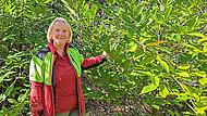 Die Esskastanien zählen zu den Superhelden für den Kulmbacher Zukunftswald. Sie haben sich im Arboretum schon zu stattlichen jungen Bäumen entwickelt, sehr zur Freude von Stadtförsterin Carmen Hombach.Dagmar Besand Die Esskastanien zählen zu den Superhelden für den Kulmbacher Zukunftswald. Sie haben sich im Arboretum schon zu stattlichen jungen Bäumen entwickelt, sehr zur Freude von Stadtförsterin Carmen Hombach.Dagmar Besand