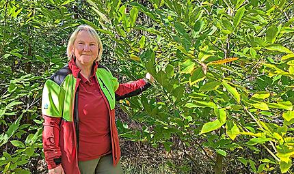 Die Esskastanien z&auml;hlen zu den Superhelden f&uuml;r den Kulmbacher Zukunftswald. Sie haben sich im Arboretum schon zu stattlichen jungen B&auml;umen entwickelt, sehr zur Freude von Stadtf&ouml;rsterin Carmen Hombach.Dagmar Besand