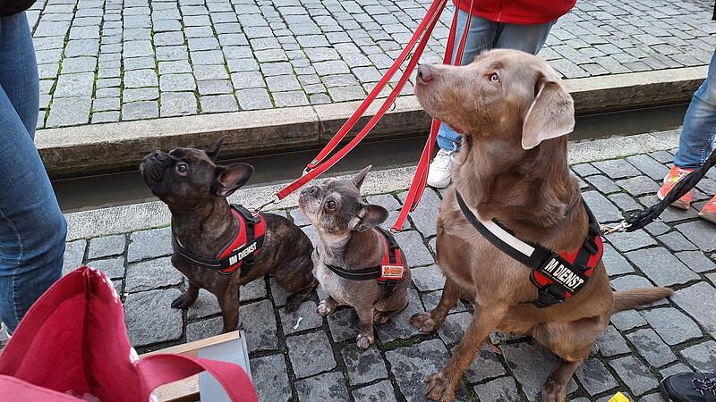 Nicht alle Vierbeiner sind so niedlich wie diese hier. In Tettau hat eine Frau mit ihren Tieren gegen Pflichten versto&szlig;en, einer ihrer sechs Hunde biss auch schon zu.