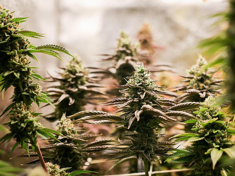 155 Cannabispflanzen und fast 30 Kilogramm Marihuana fand die Polizei im Sommer in der Wohnung eines Dealers in Adelsdorf. Der Mann musste sich am 19. Januar vor dem Amtsgericht Erlangen verantworten.