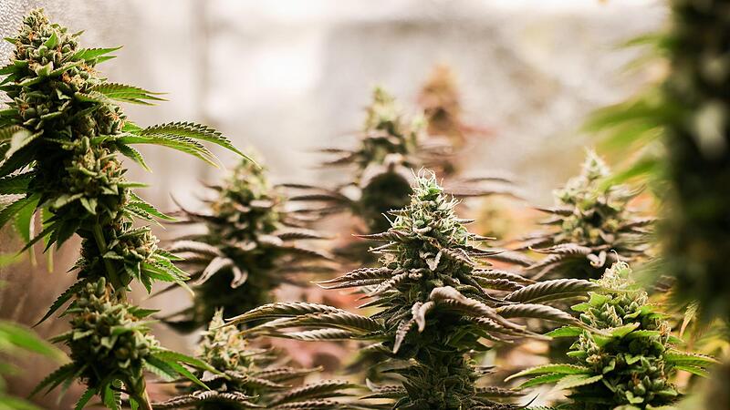 155 Cannabispflanzen und fast 30 Kilogramm Marihuana fand die Polizei im Sommer in der Wohnung eines Dealers in Adelsdorf. Der Mann musste sich am 19. Januar vor dem Amtsgericht Erlangen verantworten.