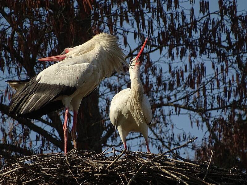 St&ouml;rche zur&uuml;ck im Landkreis Kronach