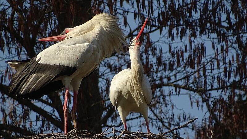 Störche zurück im Landkreis Kronach Störche zurück im Landkreis Kronach