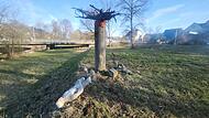 Die zerstörte Installation "Reqiuem for a dying tree"