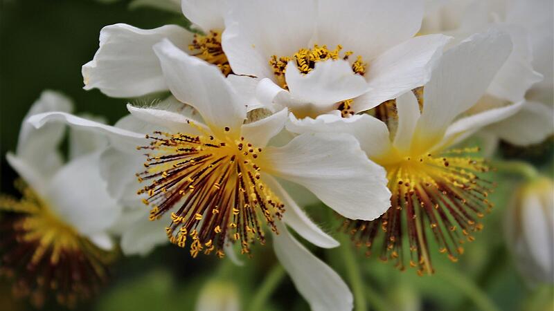 Die Blüte der Zimmerlinde