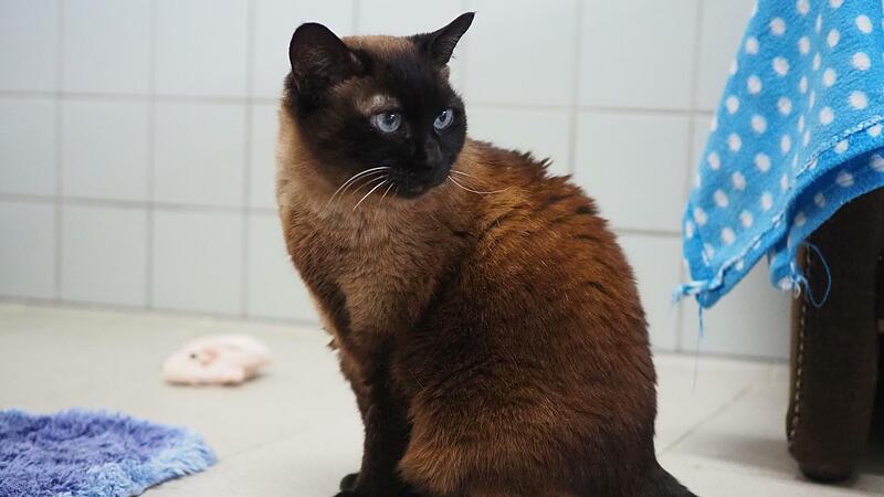 Weil sie ein Spezialfutter und Medikamente gegen Arthrose benötigt, wurde die 17-jährige  Katzendame Raja vor zwei Monaten im Tierheim Coburg abgegeben.