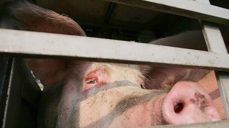 Schweinetransporter