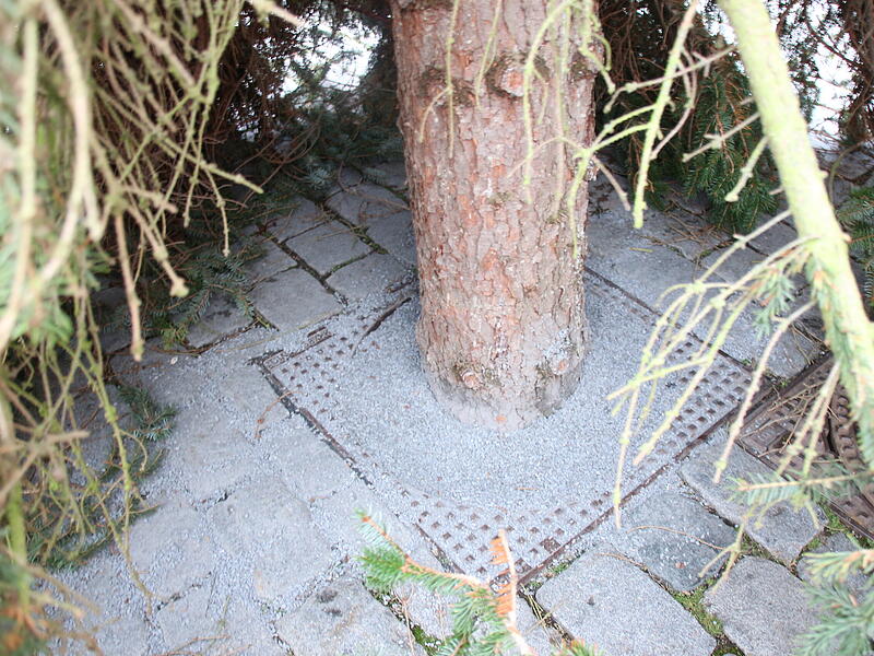 Der Coburger Weihnachtsbaum 2023 ist da