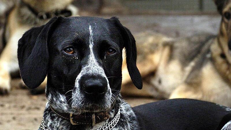 Im Juli griff ein M&uuml;nsterl&auml;nder-Mix ein Reh und zwei Polizisten an, als diese dem verletzten Reh den Gnadenschuss verpassen sollten.