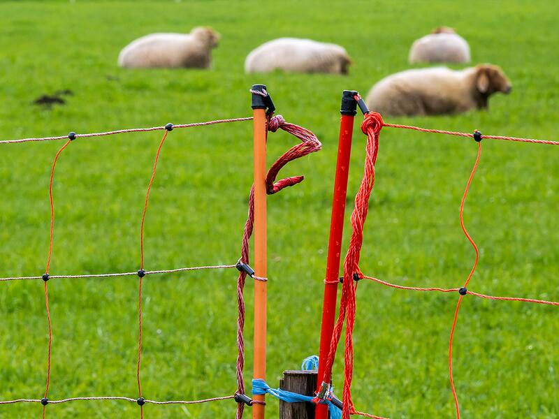 Schafe und Zaun