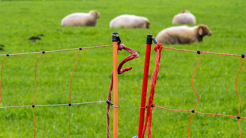 Schafe und Zaun Schafe und Zaun