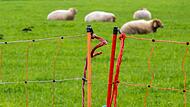 Schafe und Zaun