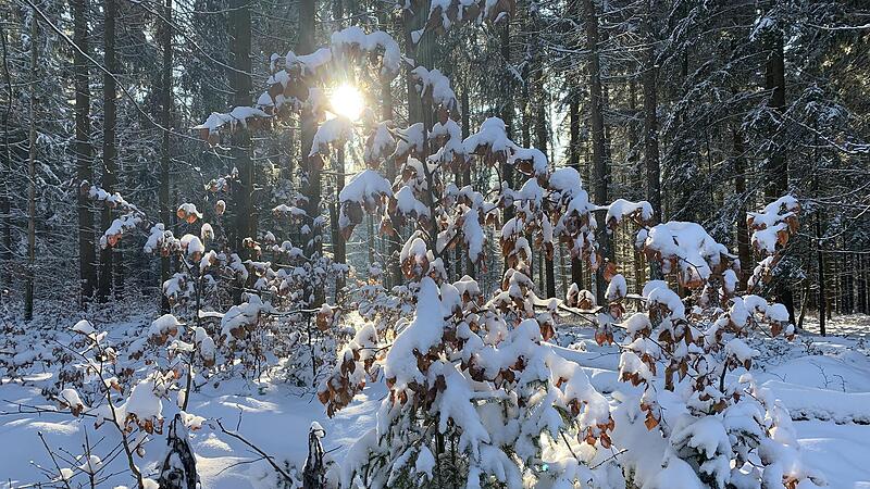 Selbst auf den höchsten Höhen der Fränkischen Schweiz gibt es seit 2010 Schnee nur über der magischen Marke von 500 Metern Seehöhe.Forchheim & Fränkische Schweiz Selbst auf den höchsten Höhen der Fränkischen Schweiz gibt es seit 2010 Schnee nur über der magischen Marke von 500 Metern Seehöhe.Forchheim & Fränkische Schweiz