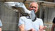 Im Taubenschlag von G&uuml;nter Winkler in Hausen leben rund 200 Brieftauben. Eine davon ist aktuell die sch&ouml;nste Deutschlands.Forchheim & Fr&auml;nkische Schweiz