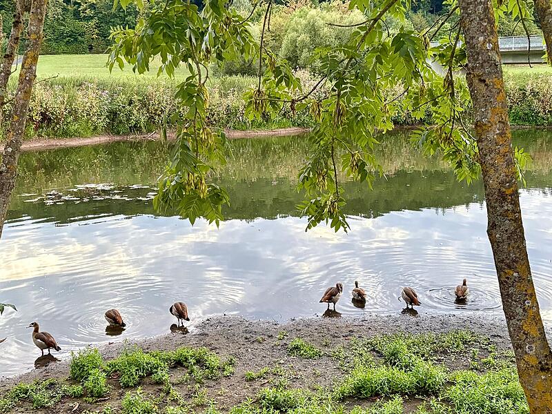 Ein abendliches Familientreffen der Nilgänse an der Saale in der Nähe der Saline.