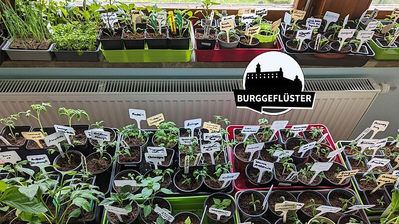 Kein Platz mehr auf Tisch und Fensterbank. Die Jungpflanzen müssen ins Freie, aber vor den Eisheiligen ist es dort für wärmeliebende Pflanzen zu gefährlich. Kein Platz mehr auf Tisch und Fensterbank. Die Jungpflanzen müssen ins Freie, aber vor den Eisheiligen ist es dort für wärmeliebende Pflanzen zu gefährlich.