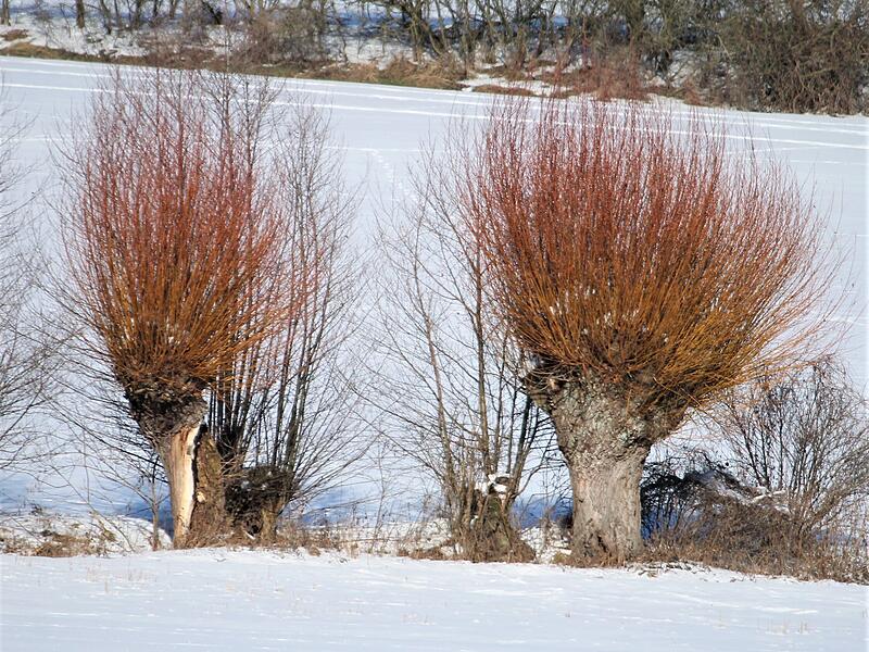 Kopfweiden mit Sturmfrisur.