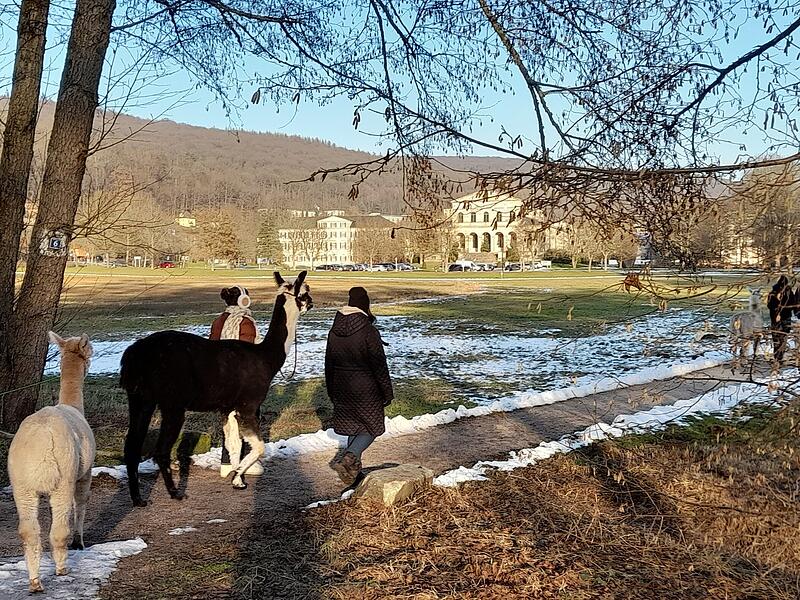 Mittwochs haben Patienten der Limesklinik im Bad Br&uuml;ckenauer Staatsbad stets die Gelegenheit, an einem therapeutischen Spaziergang teilzunehmen. Dabei laufen die an einer Leine gef&uuml;hrten Alpakas friedlich mit Patienten und Betreuern eine einst&uuml;ndige Runde im Kurpark und im benachbarten Gel&auml;nde.