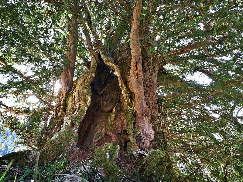 Alte Eibe im Allg&auml;u - m&ouml;glicherweise &auml;ltester Baum Deutschlands