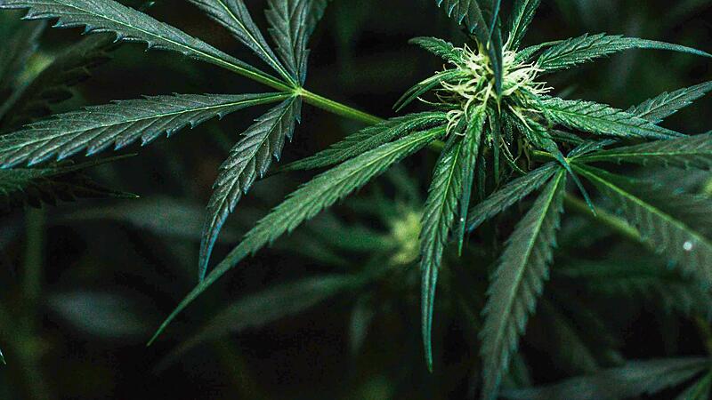 Cannabis könnte schon bald in Deutschland legal sein. Cannabis könnte schon bald in Deutschland legal sein.