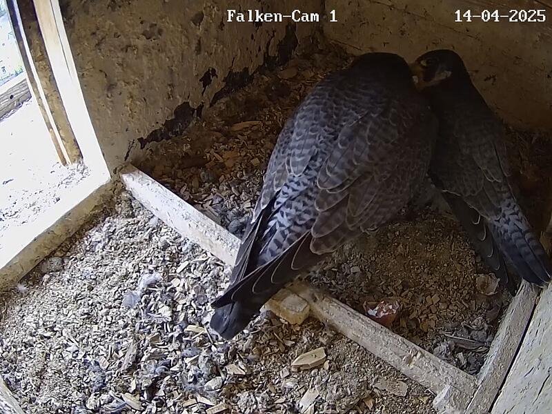 Die Eltern k&uuml;mmern sich gemeinsam um den Nachwuchs.