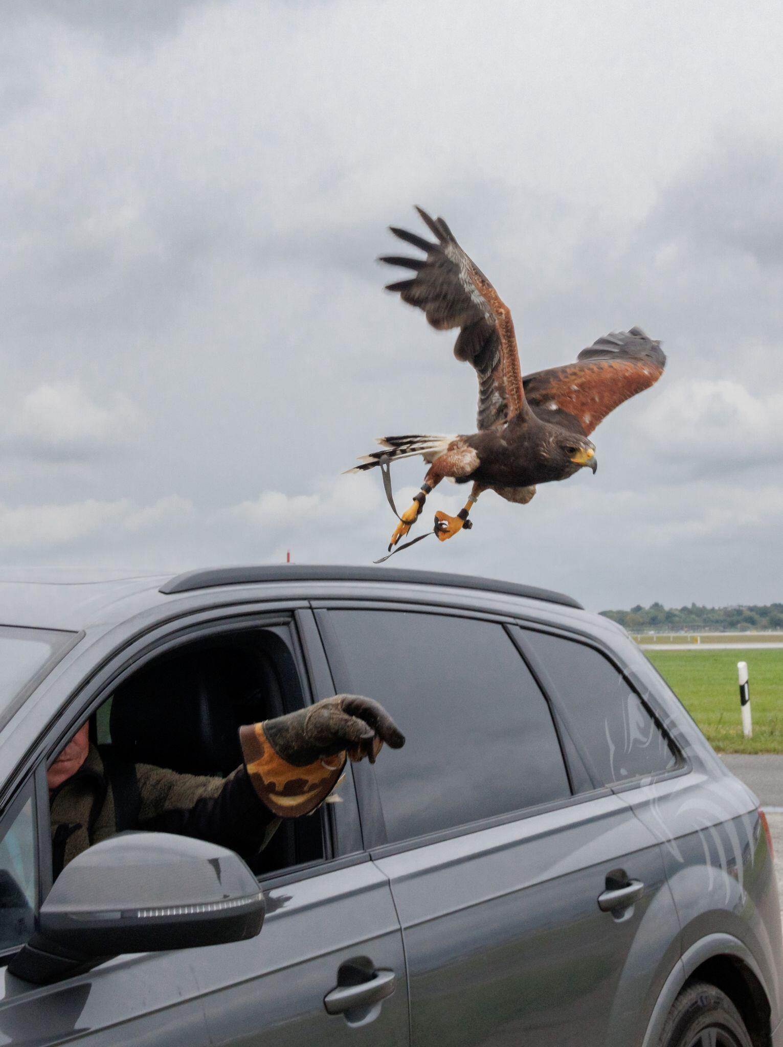 Was macht eigentlich ein Falkner?